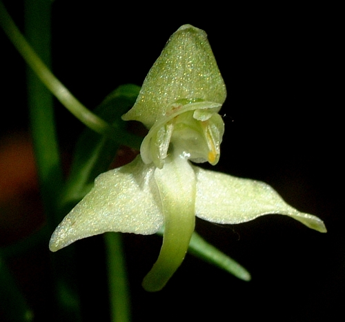 Platanthera chlorantha